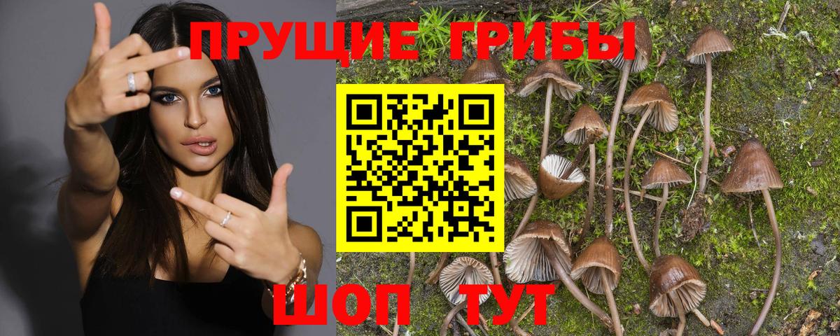 Артём  Галлюциногенные грибы Psilocybe  закладка  Вход с VPN 